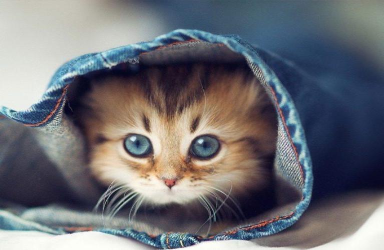 KEDİLER NEDEN TÜY DÖKER?