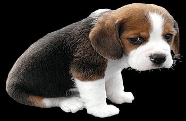 KÖPEĞİM TOPALLIYOR NEDENİ NE OLABİLİR?